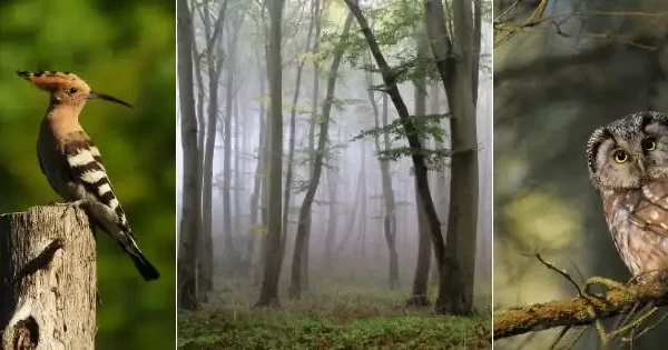 Śliwa tarnina i inne gatunki biocenotyczne – dlaczego leśnicy je sadzą?