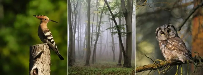 Śliwa tarnina i inne gatunki biocenotyczne – dlaczego leśnicy je sadzą?