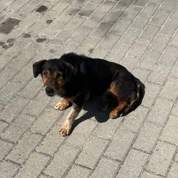Zabłąkany pies na Osiedlu Słonecznym w Węgorzynie trafił do schroniska