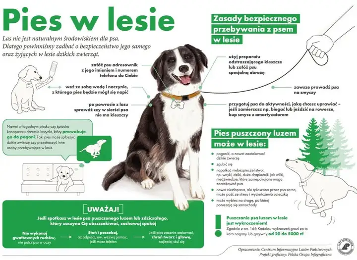 Dzień Psa w Nadleśnictwie Resko – zaproszenie na wspólny spacer