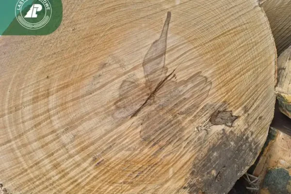 Fałszywa twardziel w drewnie – natura czy wada?