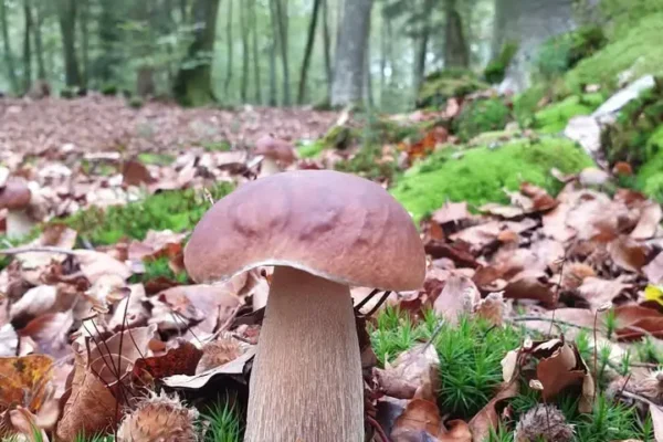 Kontrola szkodników korzeni w szkółce leśnej i na gruntach do zalesień