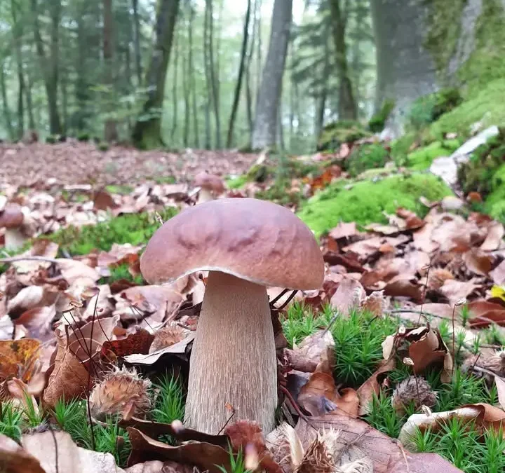Kontrola szkodników korzeni w szkółce leśnej i na gruntach do zalesień