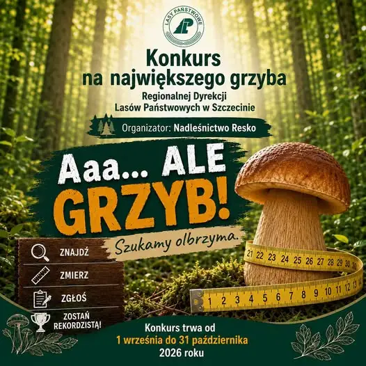Konkurs na największego grzyba w Nadleśnictwie Resko – zgłoszenia do 31 października
