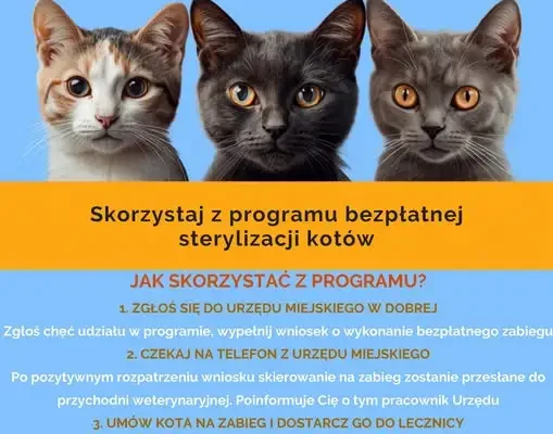 Gmina Dobra finansuje sterylizację kotów – liczba miejsc ograniczona
