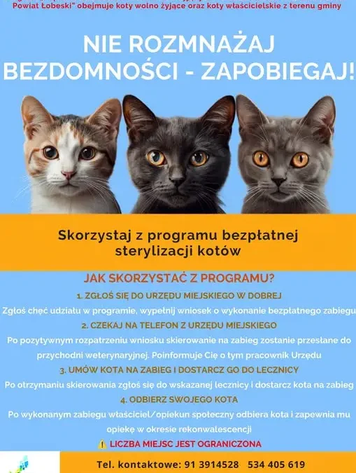 Gmina Dobra finansuje sterylizację kotów – liczba miejsc ograniczona
